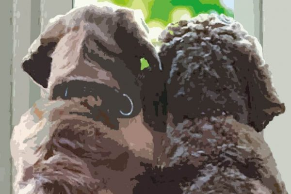 Large Graphic Spaniel Print 